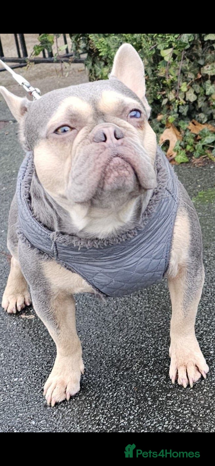 French Bulldog dogs QUALITY KC FRENCH BULLDOG PUPPIES  - Advert 2