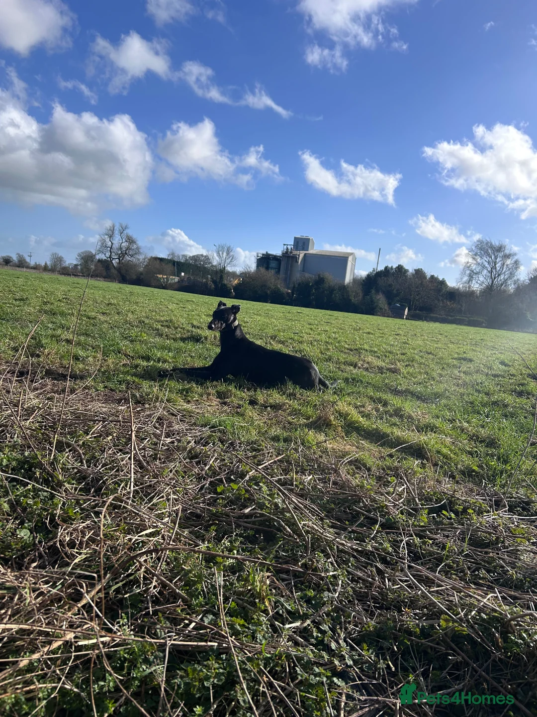 Lurcher dogs for sale: 15 month old, Collie x Whippet x Greyhound - Advert 2