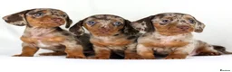 Miniature Dachshund dogs for sale: Quality Miniatures Dachshunds  in Liverpool - Advert 5