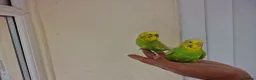 Budgerigars birds for sale: Super silly hand tamed baby budgies  - Advert 15