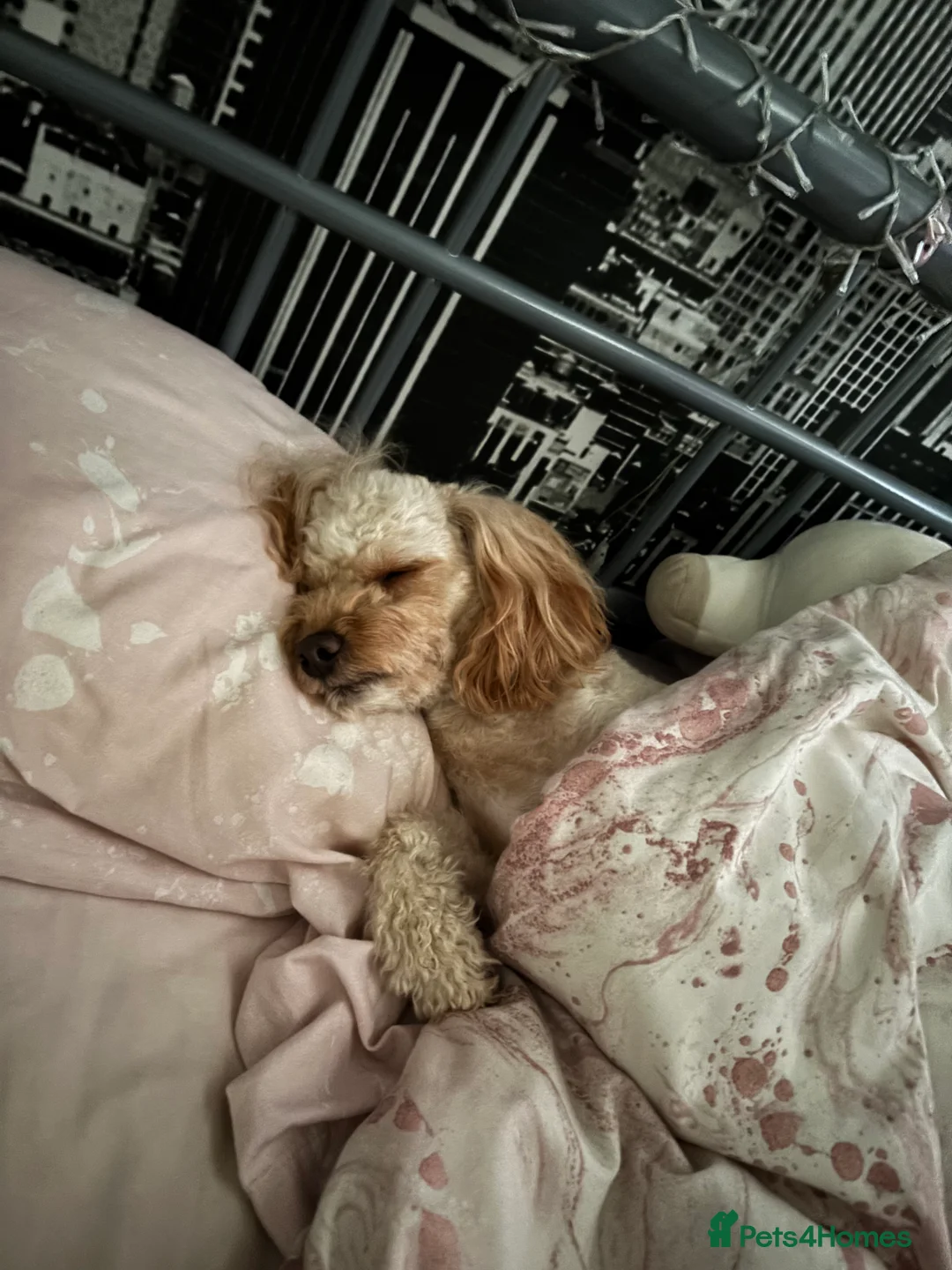 Cavapoo dogs for stud: Meet Alfie. A cavapoo looking for a mate - Advert 12
