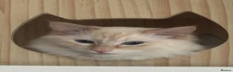 Ragdoll cats for stud: 🔥 Exceptional Flame Point Stud Available 🔥 - Advert 2