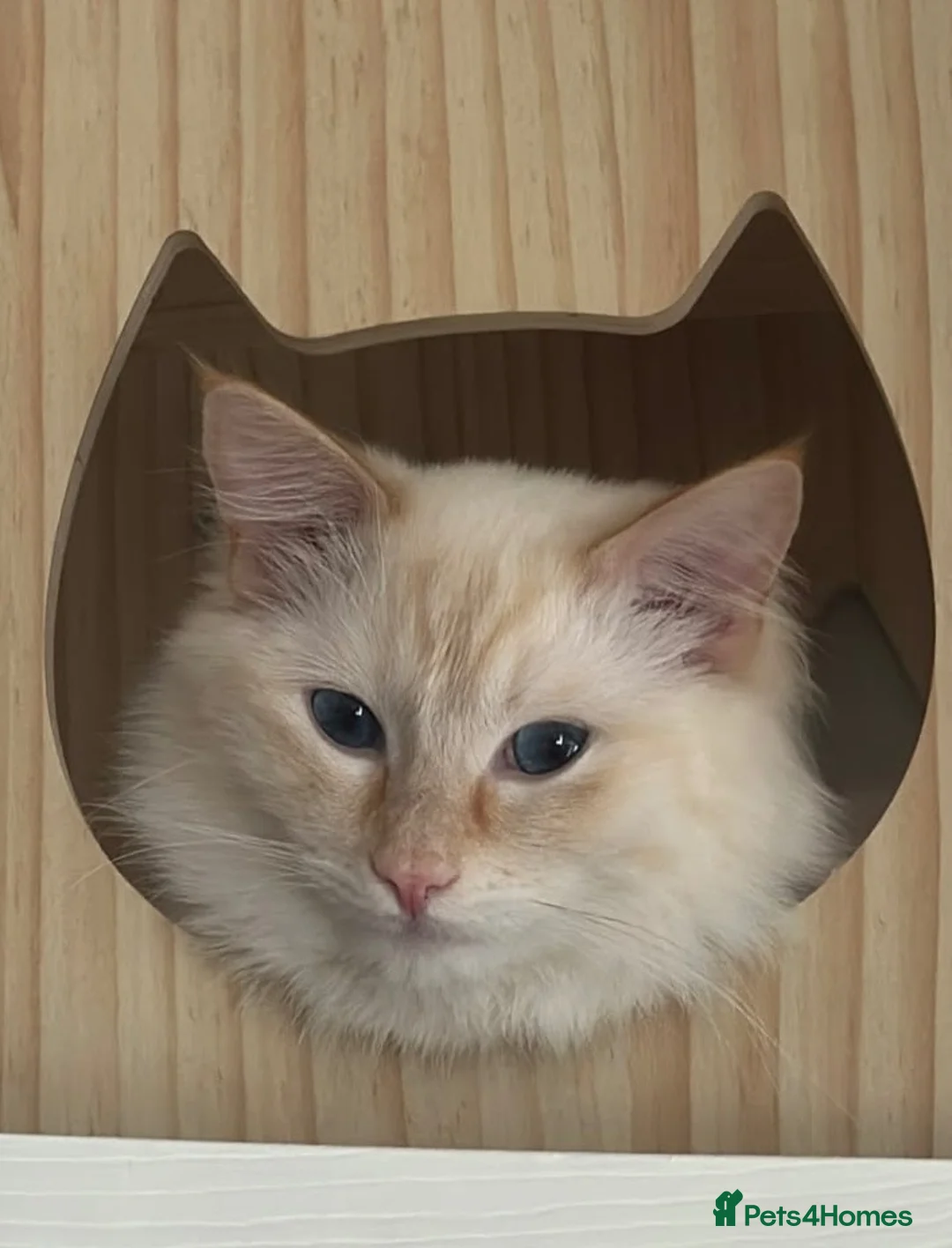 Ragdoll cats for stud: 🔥 Exceptional Flame Point Stud Available 🔥 - Advert 2