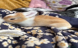 Mini Lop rabbits for sale: Indoor raised Mini lops and lion lops   - Image 7