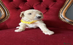 Goldendoodle dogs for sale: Golden Doodle litter  - Image 14