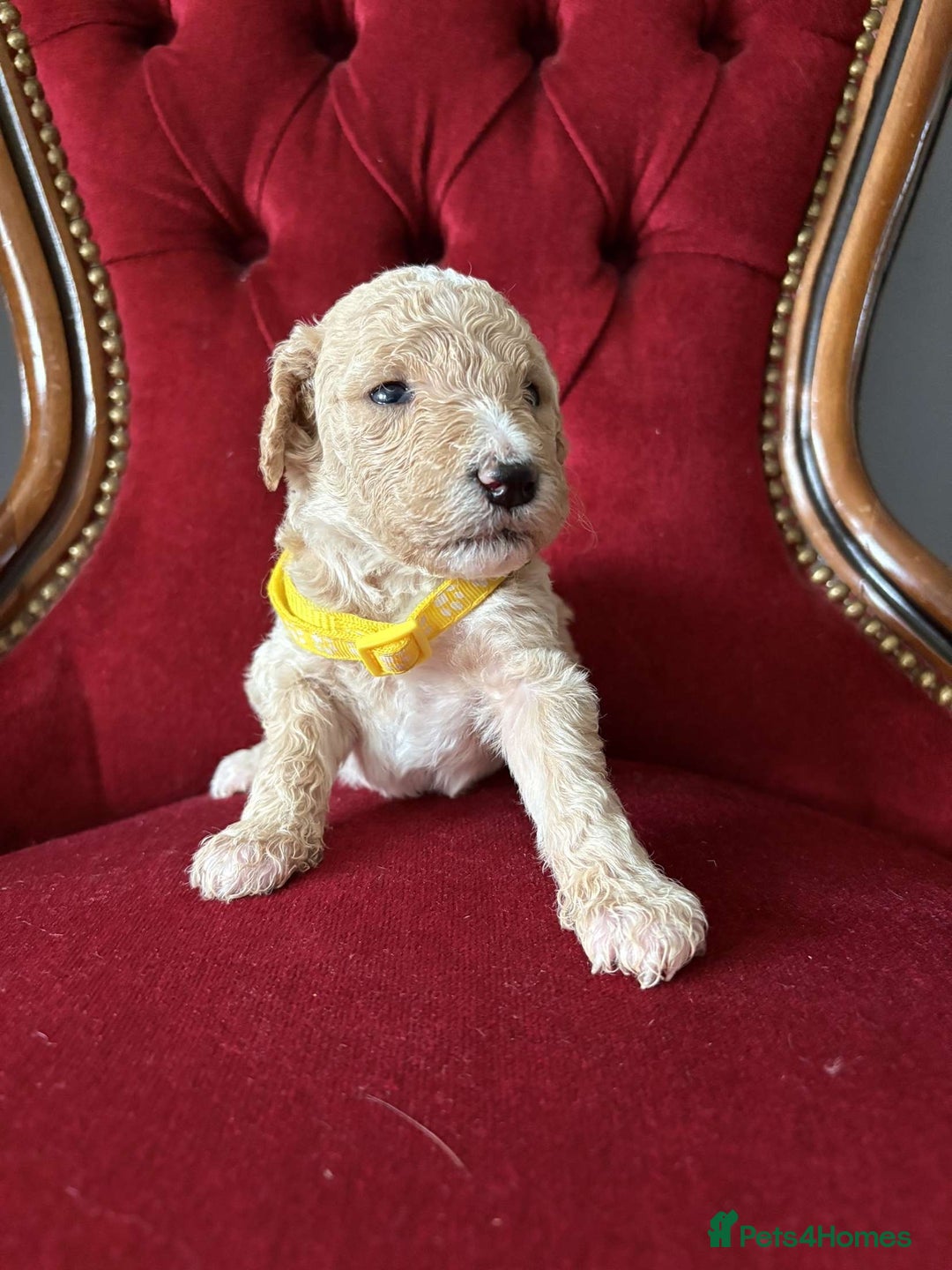 Goldendoodle dogs for sale: Golden Doodle litter  - Image 14