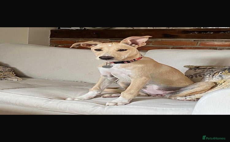 Mixed Breed dogs - Advert 1