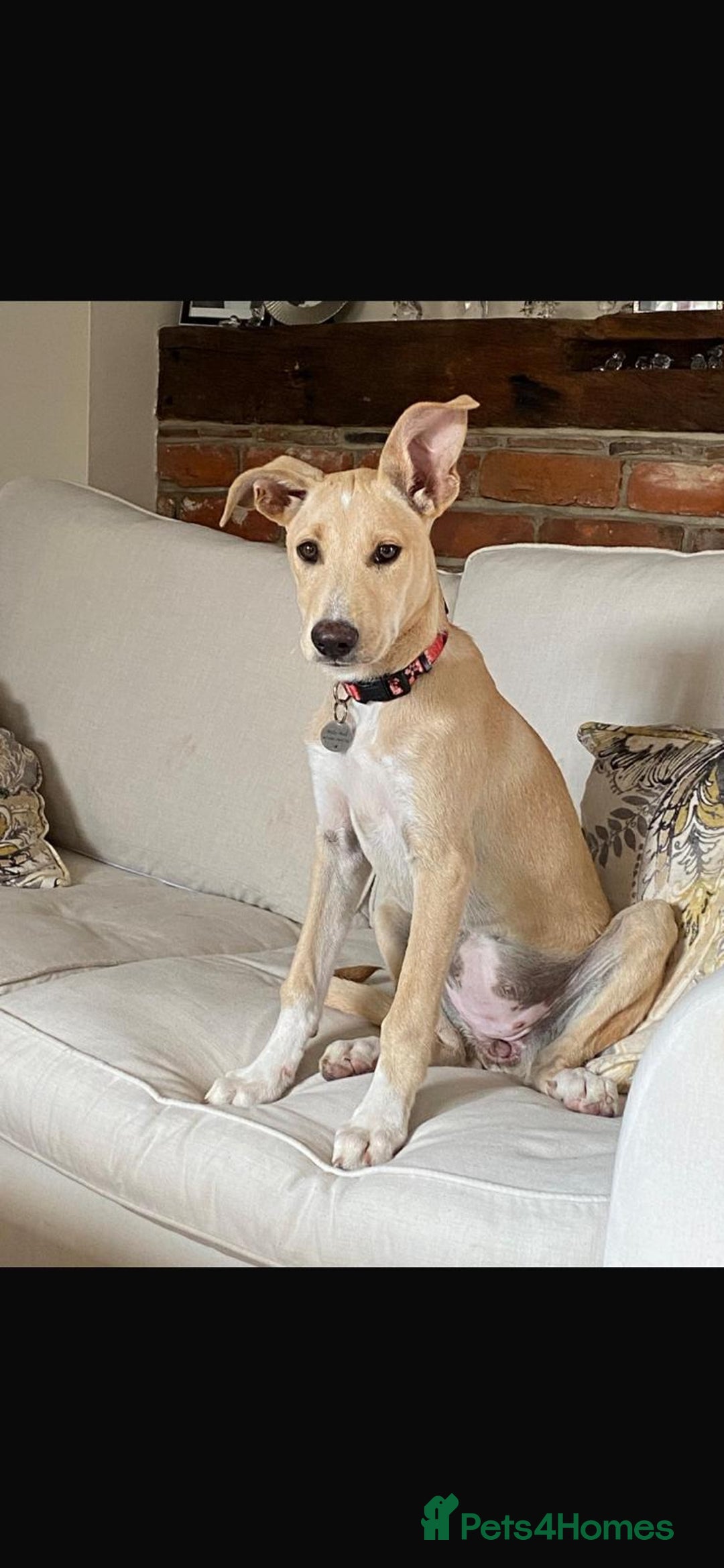 Mixed Breed dogs for adoption: Beautiful Blanca - Image 1