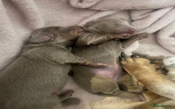 Miniature Dachshund dogs for sale: 🖤🐶Beautiful Miniature Dachshund Puppies🖤🐶!! - Image 28