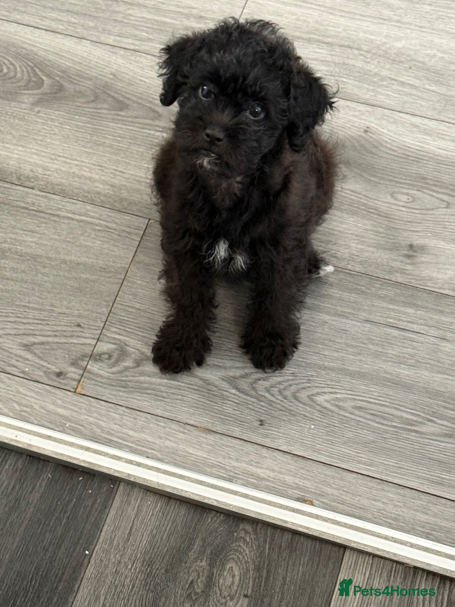 Maltipoo dogs Outstanding Malshipoo puppies - Advert 2