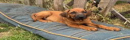Rhodesian Ridgeback dogs for sale: Beautiful Rhodesian Ridgeback Puppies  - Advert 4