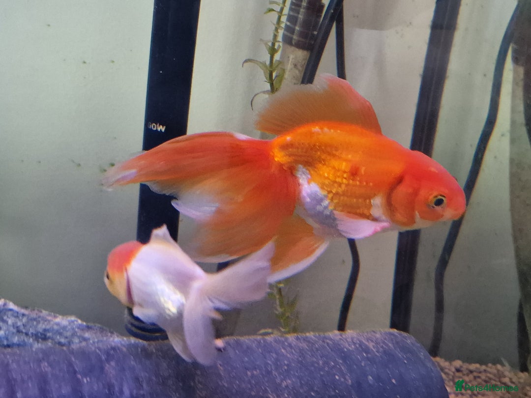 Fancy Goldfish fish for sale: Fancy Goldfish  - Image 2