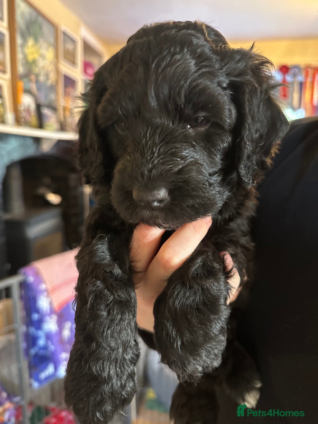 Labradoodle dogs for sale: Our Final Available Puppy - Ready 4th January  - Advert 2