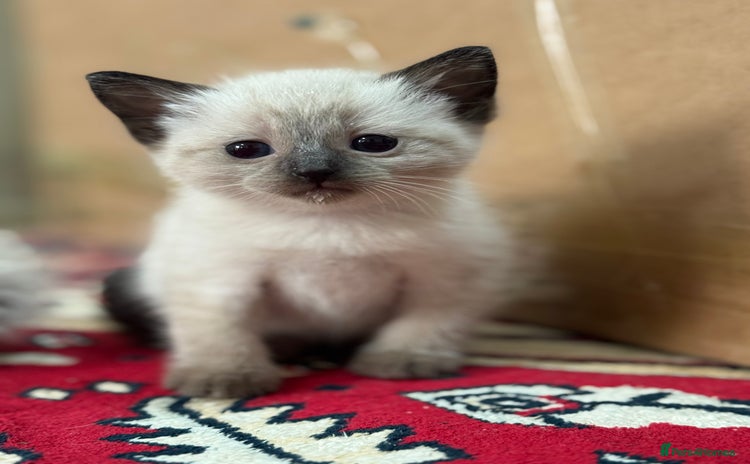 Ragdoll cats - Advert 1