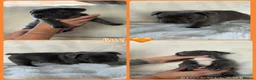 French Bulldog dogs for sale: Beautiful French Bulldog Puppies - Advert 12