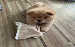 Chow Chow dogs for sale: Chow chow puppy - Image 2