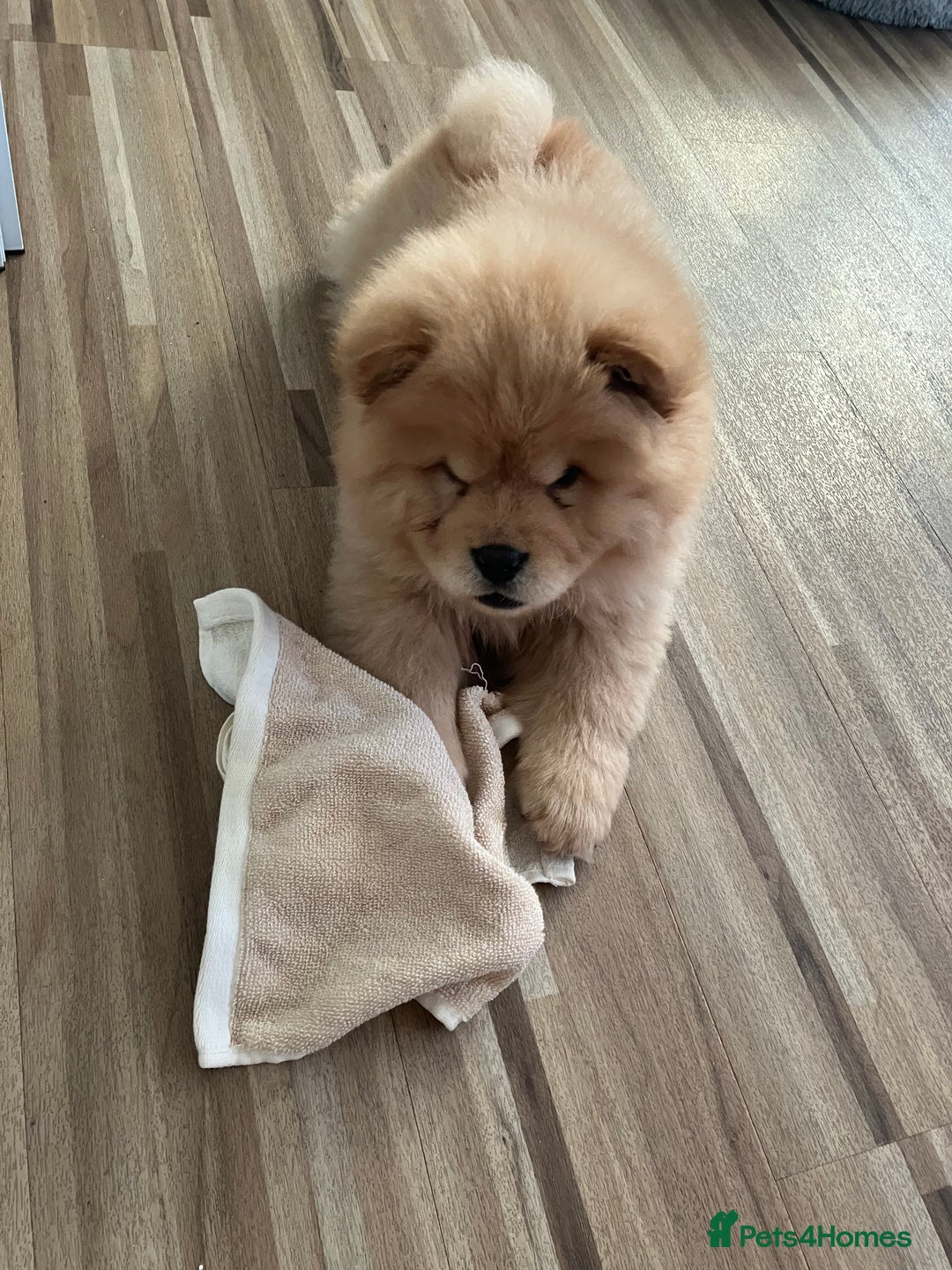 Chow Chow dogs for sale: Chow chow puppy - Image 2