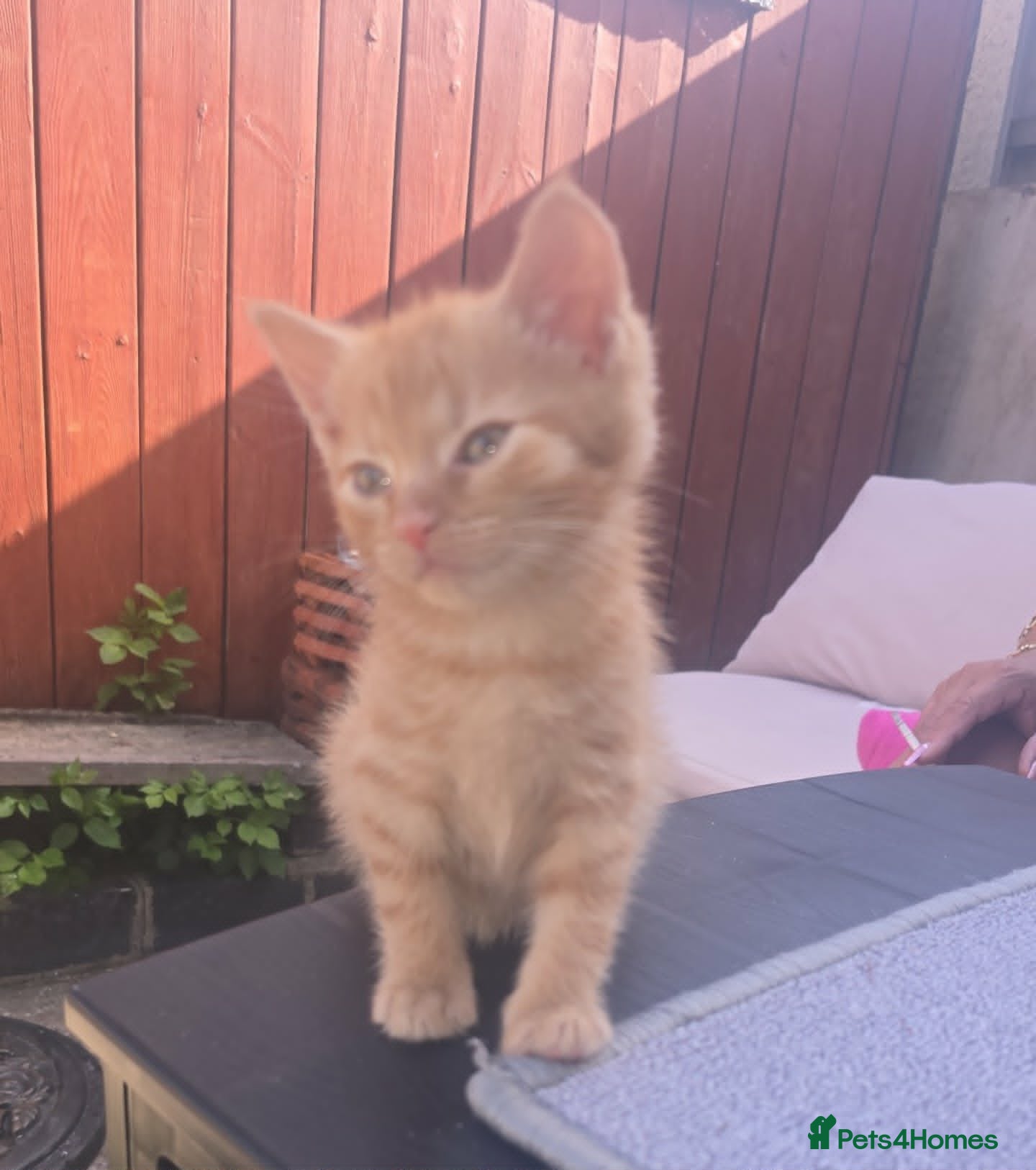 Mixed Breed cats for sale: 5 Male Kittens Looking for a new Home In Derby in Derby - Advert 3