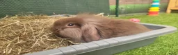 Mini Lion Lop rabbits for sale: Adorable Mini Lion Lops - READY JULY 1ST - Advert 18