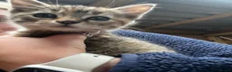 Mixed Breed cats for sale: Kittens looking for new homes - Advert 2