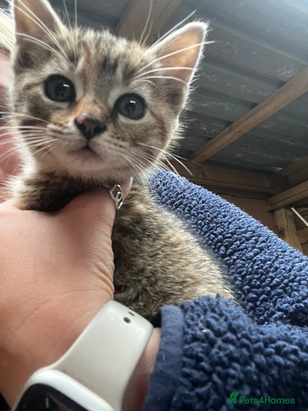 Mixed Breed cats for sale: Kittens looking for new homes - Advert 2
