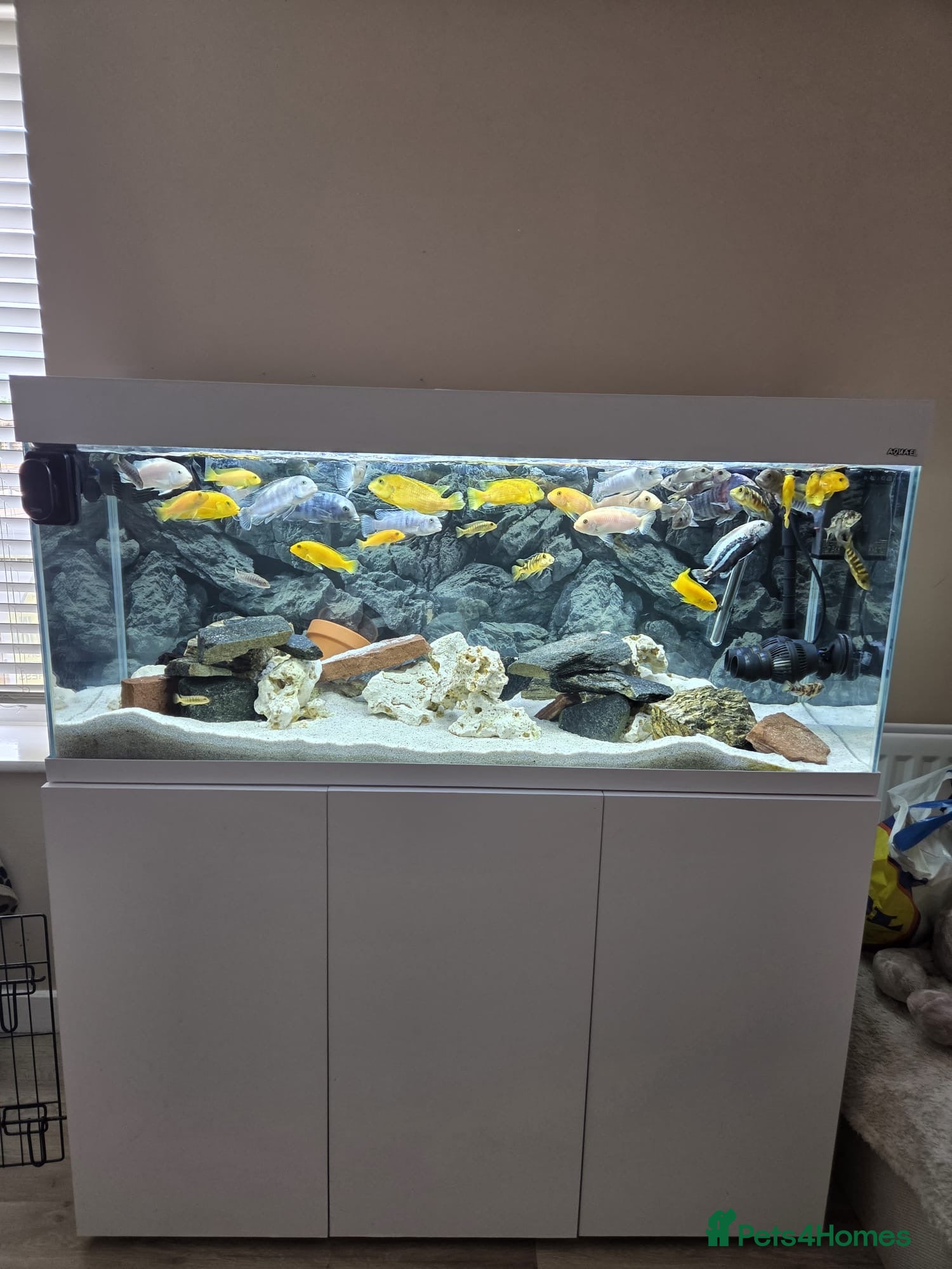 Cichlids fish Full tank set up & Cichlids  - Advert 10