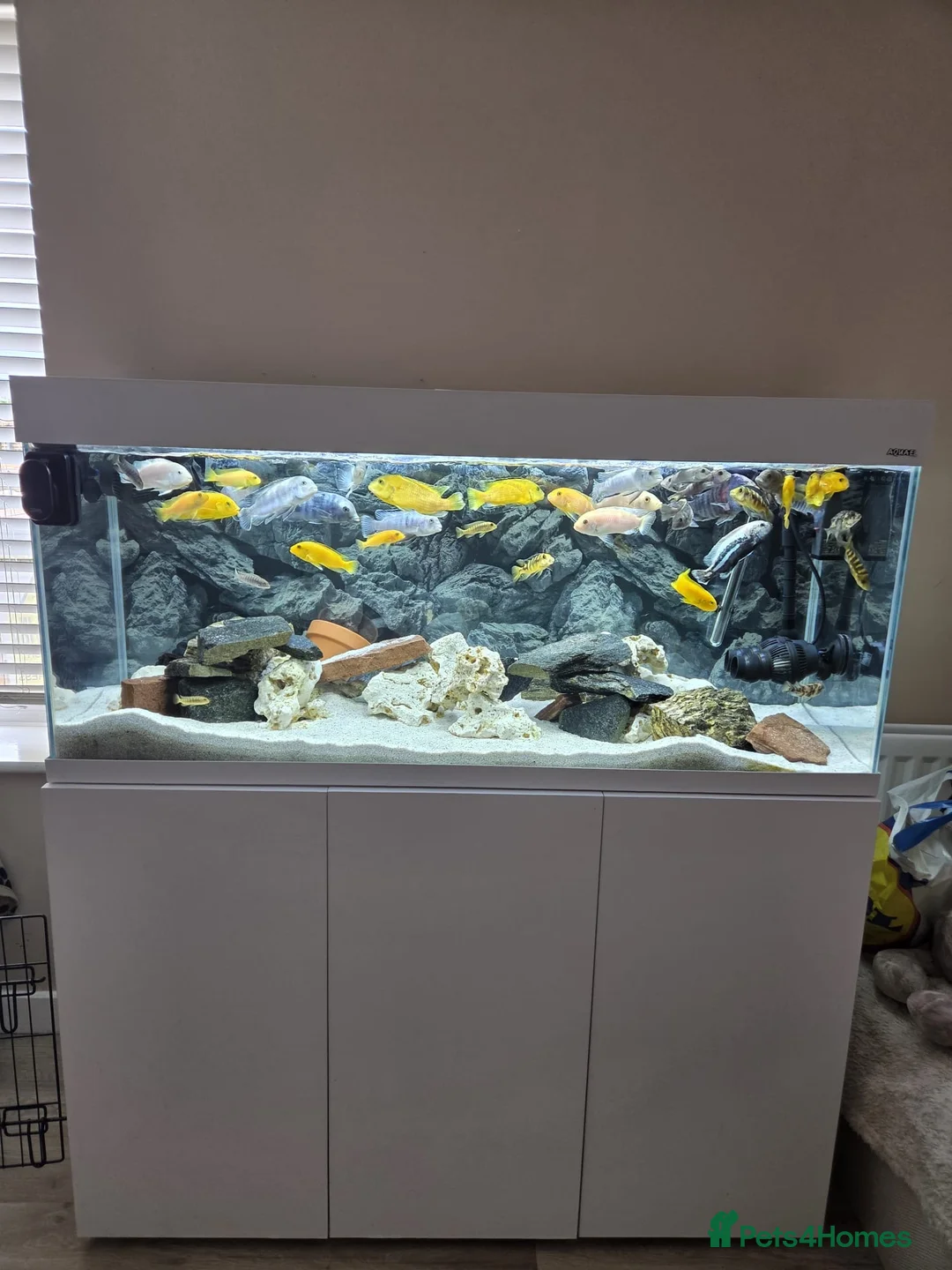 Cichlids fish for sale: Full tank set up & Cichlids  in Salford - Advert 1