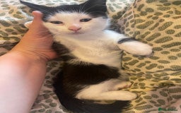 Mixed Breed cats for sale: 4 kittens free to a good home.  - Image 7
