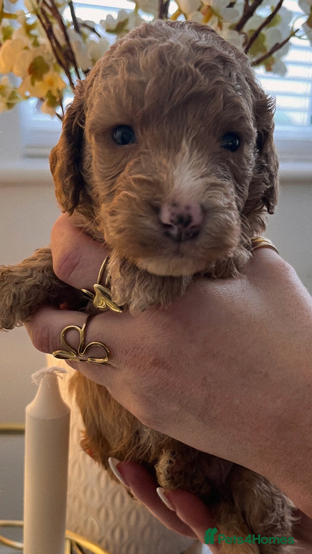 Cockapoo dogs for sale: Cockapoo puppies  - Advert 5