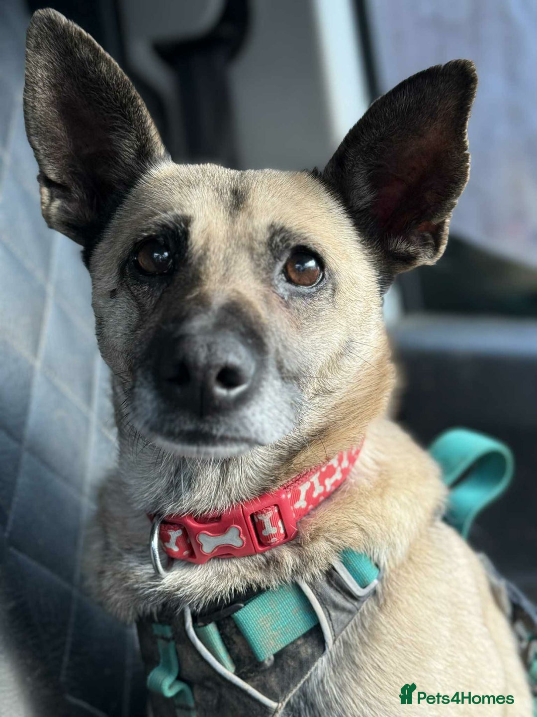 Mixed Breed dogs for adoption: DOLCE - Advert 7