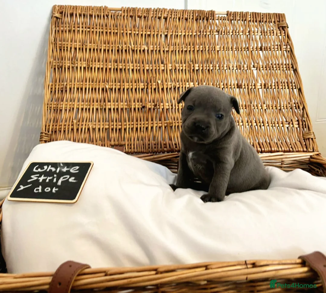 Staffordshire Bull Terrier dogs for sale: Beautiful chunky blue staffies  - Advert 2