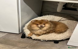 Pomeranian dogs for sale: Teddybear cuddly Retired spayed 1-2 years old  - Image 30
