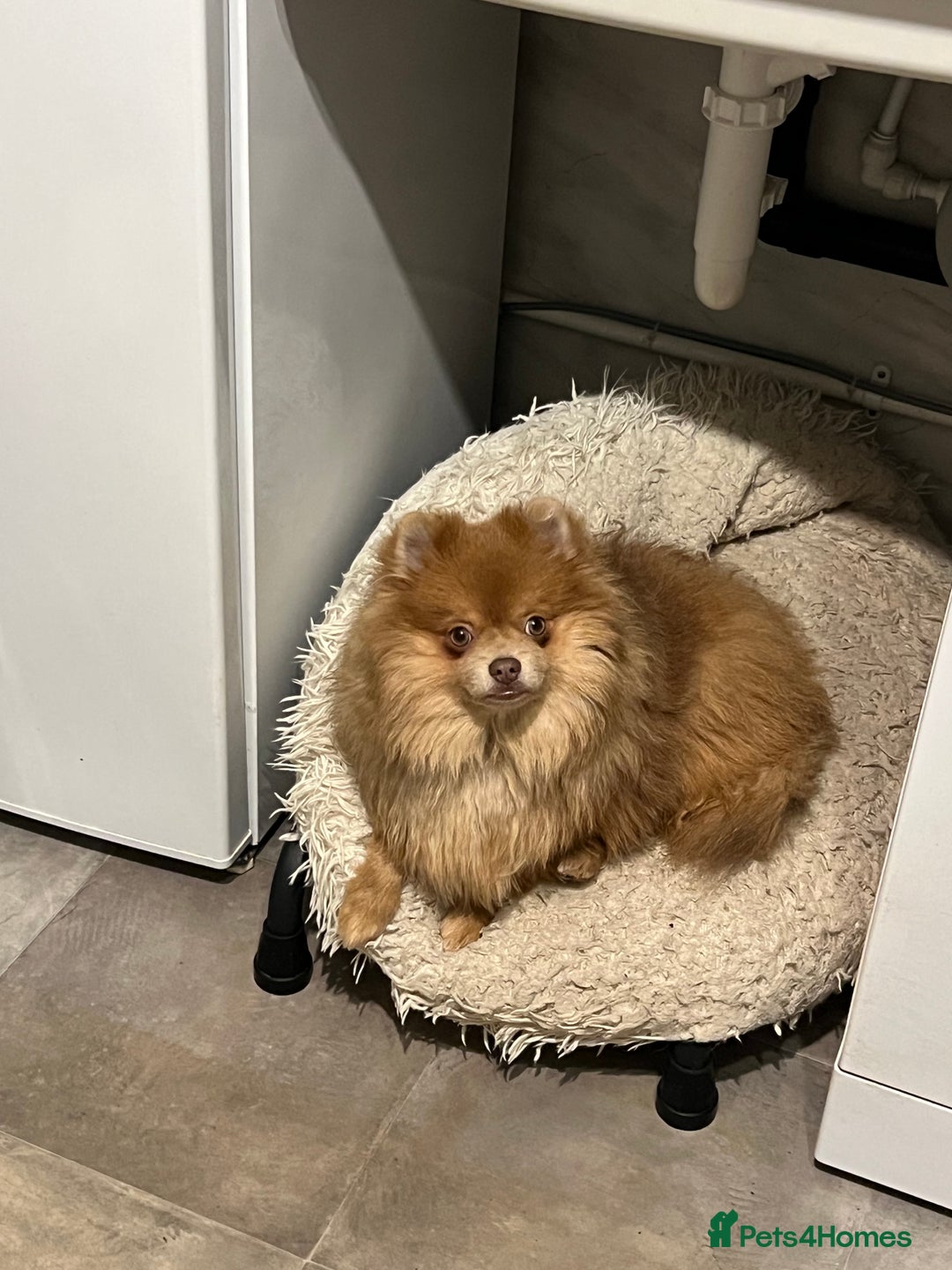 Pomeranian dogs for sale: Teddybear cuddly Retired spayed 1-2 years old  - Image 30