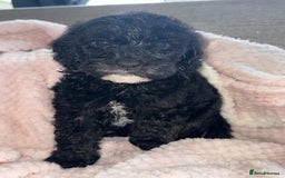 Sheepadoodle dogs for sale: Mini Sheepadoodle reduced **2 remaining  - Image 18