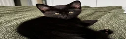 American Shorthair cats for sale: 2 Beautiful Mixed American Shorthair Kittens in Nottingham - Advert 5