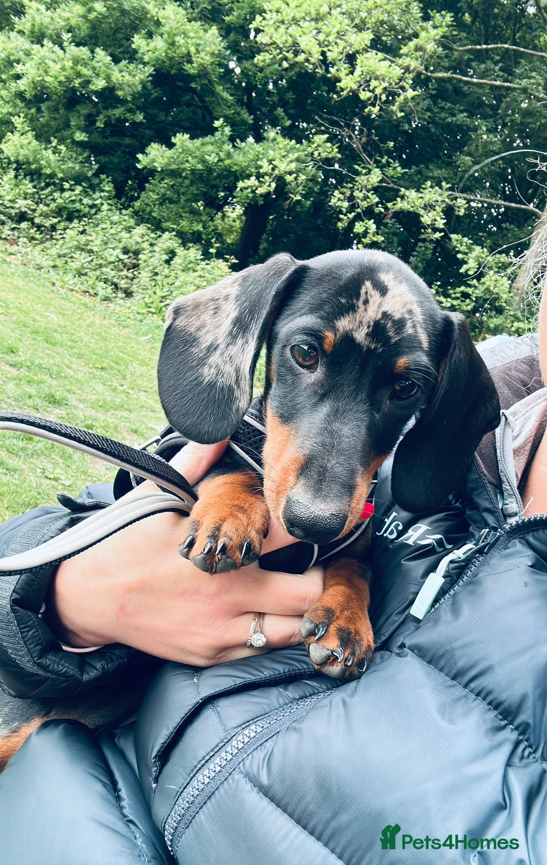 Dachshund dogs for sale: 1 Year Old Boris looking for his forever home  - Advert 5