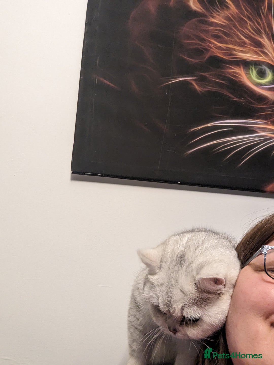 British Shorthair cats for stud:  For Stud, BSH White NS11 GCCF & TICA registred. in Telford - Advert 10