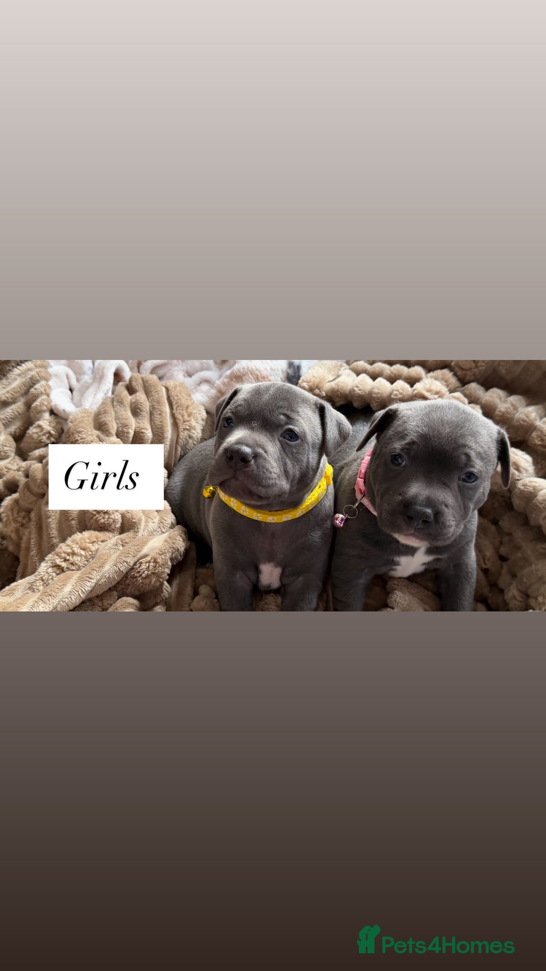 Staffordshire Bull Terrier dogs for sale: 5 beautiful blue Staffordshire puppies  - Advert 8