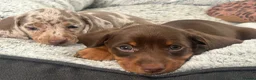 Miniature Dachshund dogs for sale: ✨2 miniature dachshund puppies READY TO LEAVE✨ - Advert 3
