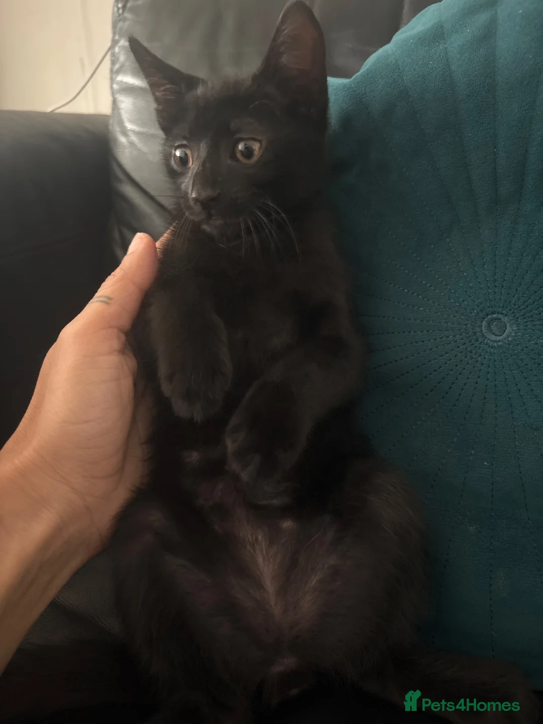 Mixed Breed cats for sale: Lovely girl  - Advert 1