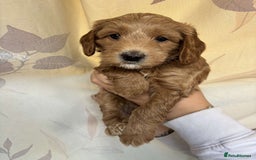 Mixed Breed dogs for sale: Bedlington terrier poodle mixed with a cockerpoo - Image 4