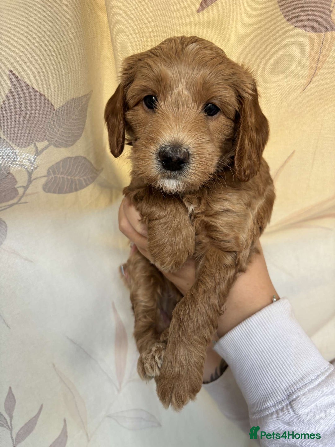 Mixed Breed dogs for sale: Bedlington terrier poodle mixed with a cockerpoo - Image 4