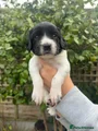 English Springer Spaniel 8