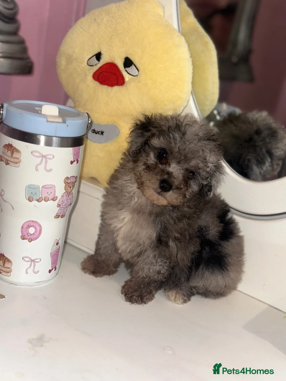 Maltipoo dogs for sale: Beautiful rare Merle F1B maltipoo puppy  - Advert 4