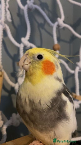 Cockatiels birds - Advert 18