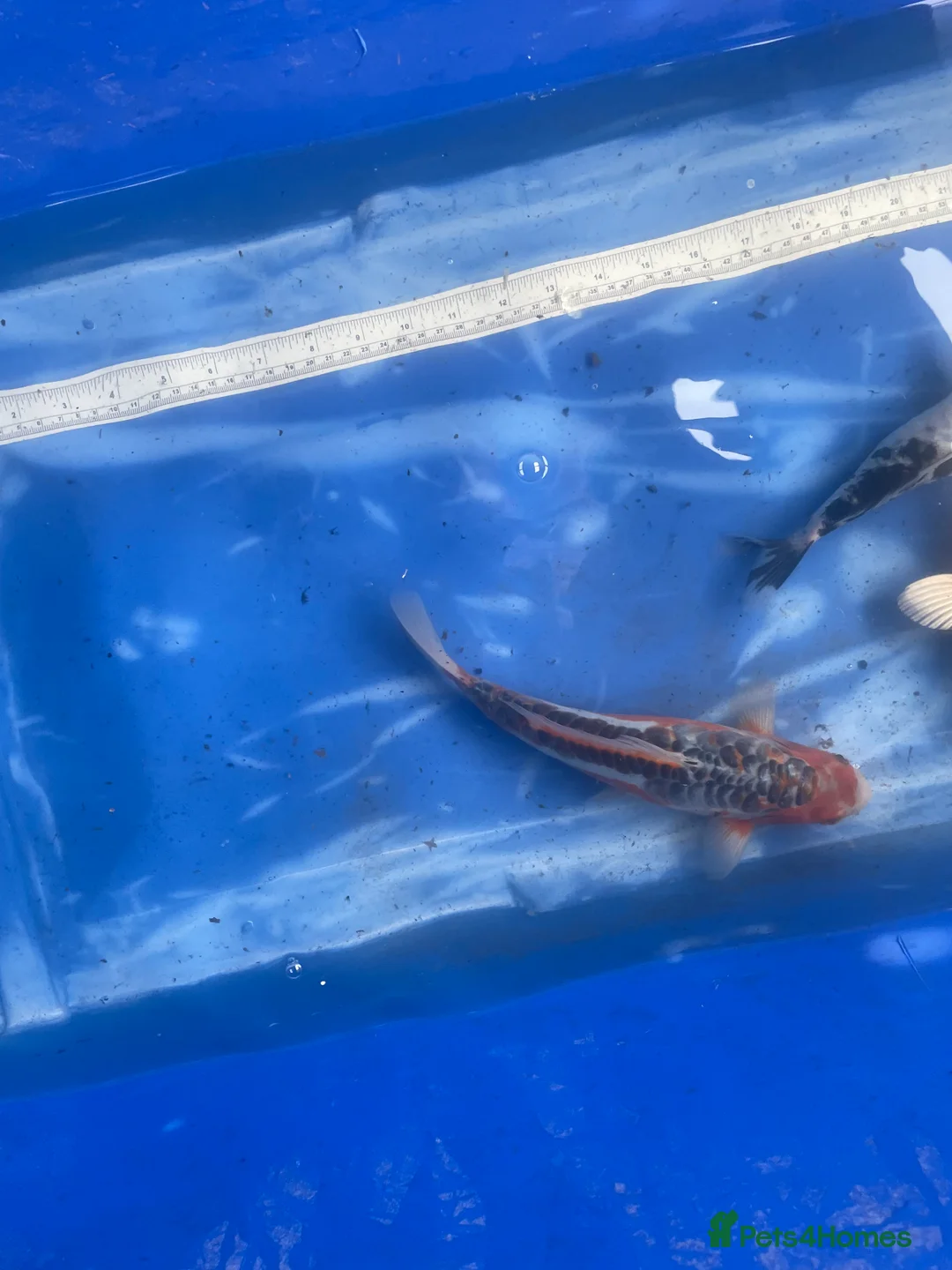 Koi Carp fish for sale: Koi carp and butterfly koi  - Advert 9