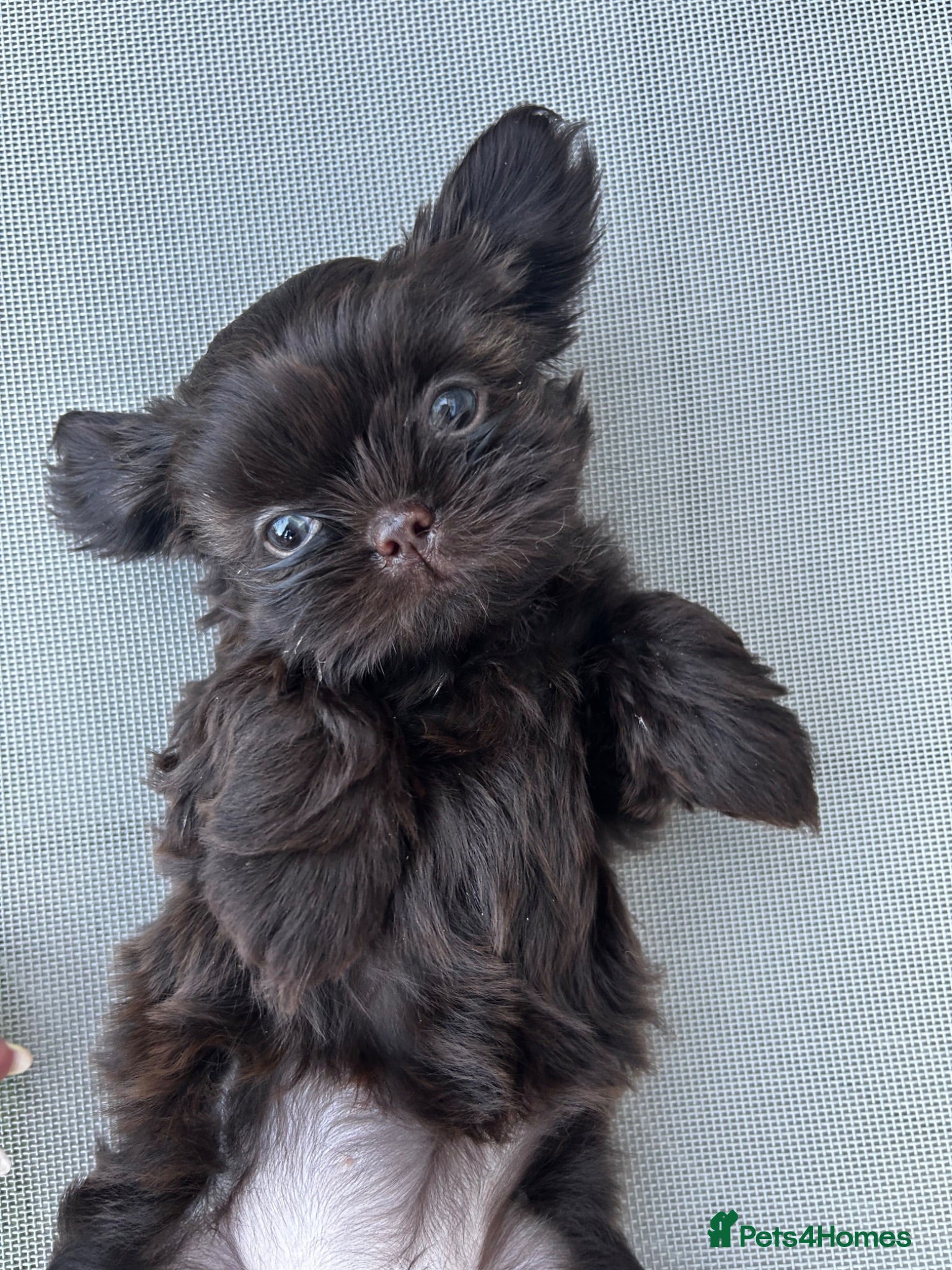 Shih Tzu dogs Stunning Solid Chocolate Kc Imperial Pups - Advert 1