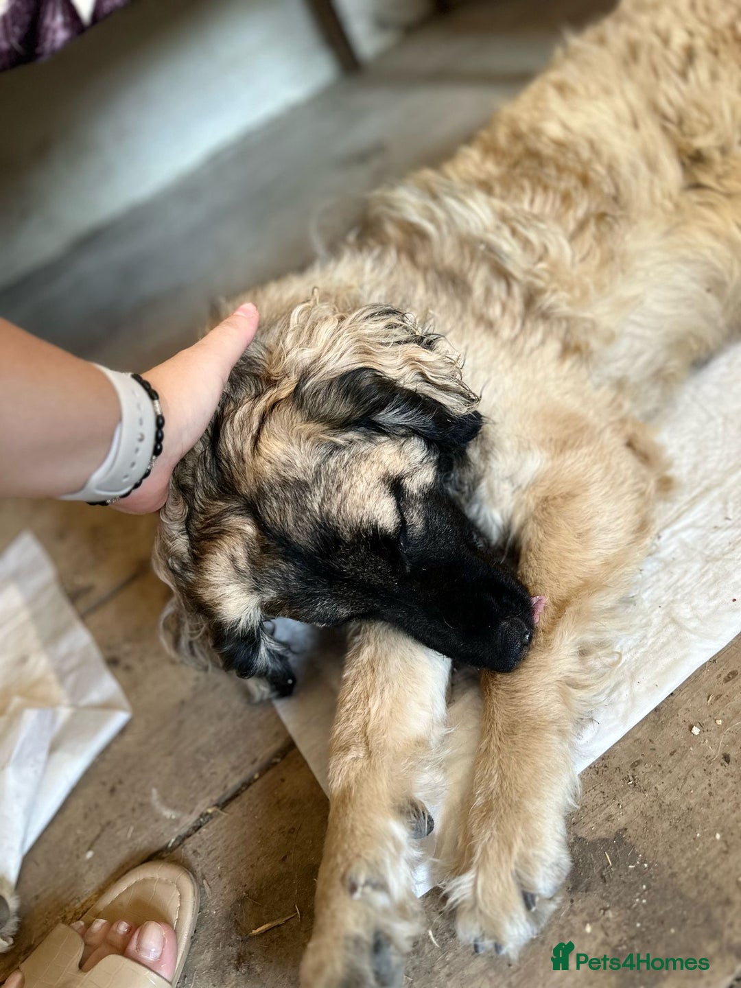 Mixed Breed dogs for adoption: 🐾🩷Superb young KATY needs a Loving Home🐾🏡 - Image 4