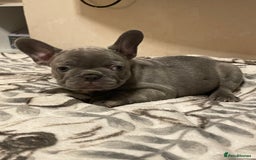 French Bulldog dogs for sale: French bulldog puppy’s  - Image 4