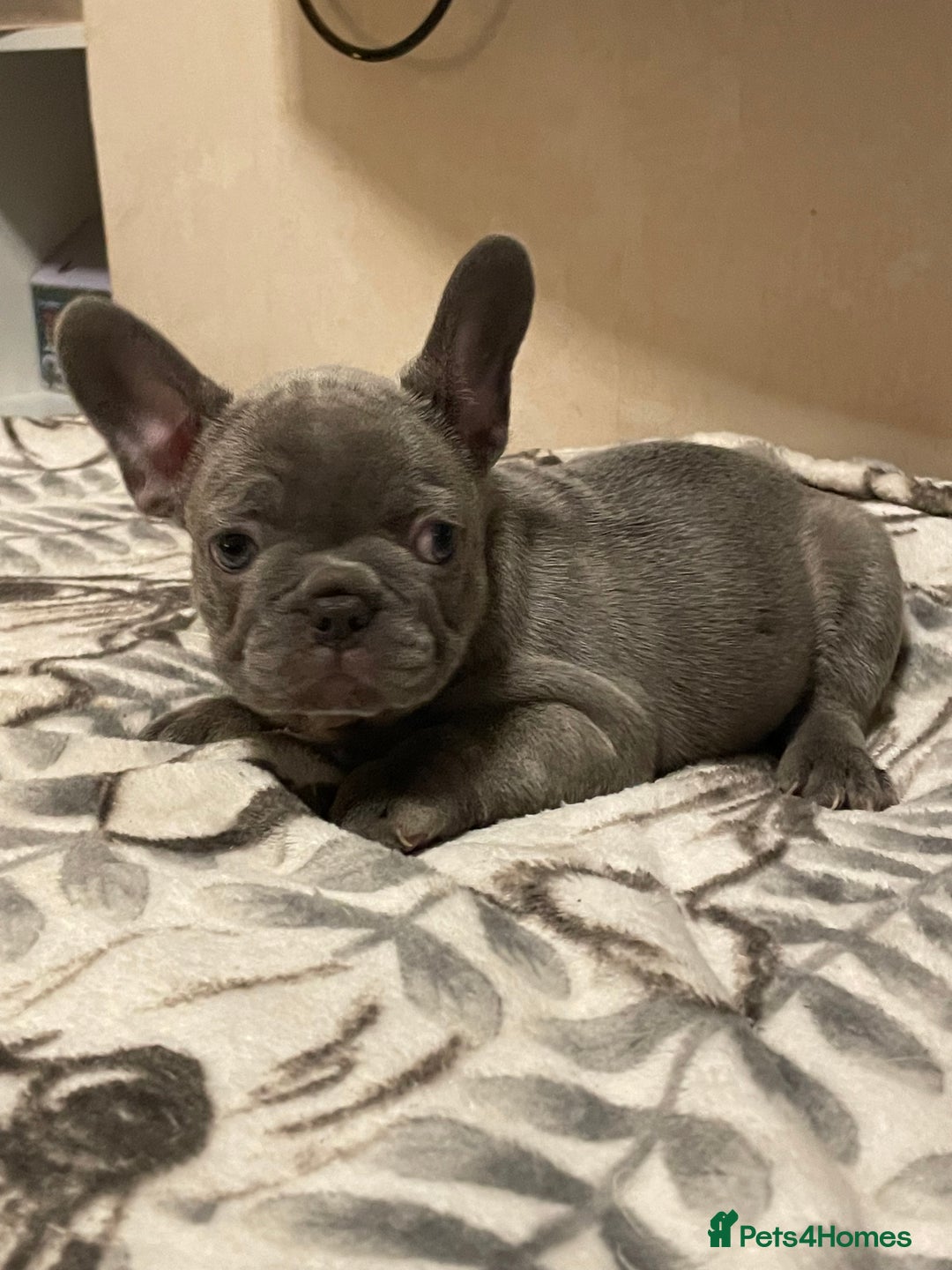 French Bulldog dogs for sale: French bulldog puppy’s  - Image 4